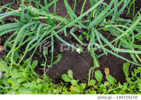 Fresh arugula and green onion are growing in rich soil during the summer harvest. These vegetables show vibrant green colors and healthy growth in a garden setting Fresh arugula and green onion are growing in rich soil during the summer harvest. These vegetables show vibrant green colors and healthy growth in a garden setting 140729250