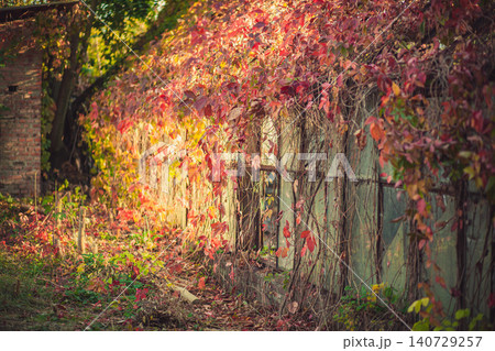 Autumn vines covering old building, vibrant red orange yellow leaves. Golden hour sunlight illuminates rustic wall, natural beauty Autumn vines covering old building, vibrant red orange yellow leaves. Golden hour sunlight illuminates rustic wall, natural beauty 140729257