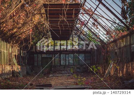 Abandoned Greenhouse Interior Overgrown with Autumn Vines and Broken Glass Panels Abandoned Greenhouse Interior Overgrown with Autumn Vines and Broken Glass Panels 140729314