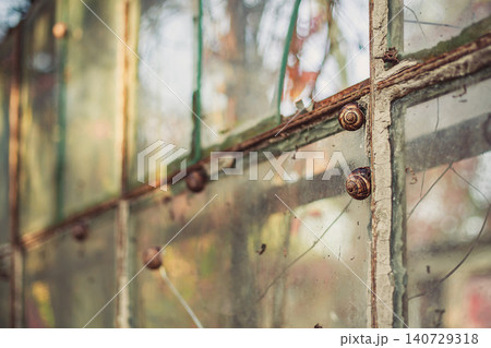 Snails on rustic weathered window frame, old dirty glass, natural light, decaying greenhouse structure Snails on rustic weathered window frame, old dirty glass, natural light, decaying greenhouse structure 140729318