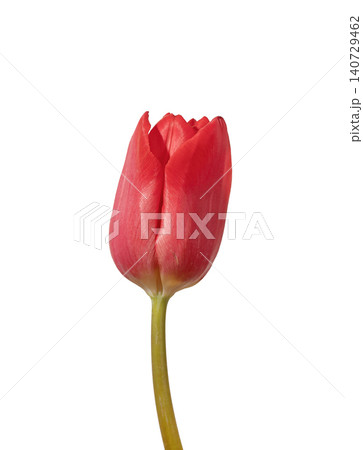Red tulip flower close up detail of bud isolated white background. Macro composition highlighting petals texture and natural structure clearly. Botanical concept for minimal floral design 140729462