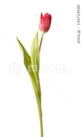 Single red tulip flower standing upright with green stem and leaves isolated white background. Minimal composition showing natural plant structure clearly. Botanical concept for simplicity Single red tulip flower standing upright with green stem and leaves isolated white background. Minimal composition showing natural plant structure clearly. Botanical concept for simplicity 140729480