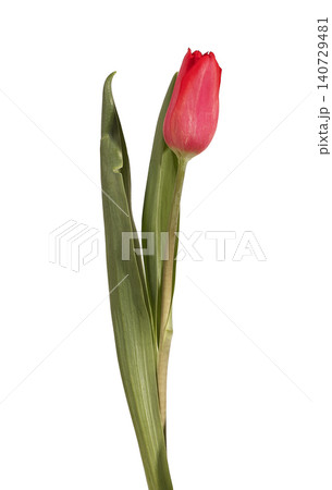 Single red tulip flower standing upright with green stem and leaves isolated white background. One bloom positioned vertical showing natural plant structure and fresh appearance clearly. 140729481