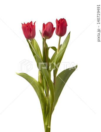 Three red tulip flowers arranged with green stems and leaves isolated white background. Small bouquet composition showing multiple blooms clearly. Botanical concept for spring decoration and Three red tulip flowers arranged with green stems and leaves isolated white background. Small bouquet composition showing multiple blooms clearly. Botanical concept for spring decoration and 140729491