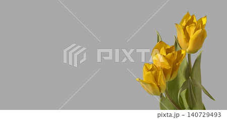 Three yellow tulip flowers arranged with green stems and leaves on grey background with copy space. Composition highlighting bright color and odd number clearly. Floral design concept for Three yellow tulip flowers arranged with green stems and leaves on grey background with copy space. Composition highlighting bright color and odd number clearly. Floral design concept for 140729493