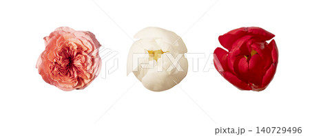 Top view rosa hybrida coral bloom isolated background. Single garden rose minimal composition. Spring floral botanical detail concept. Garden rose and tulip flower heads top view isolated 140729496