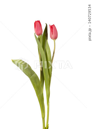 Two red tulip flowers standing upright with stems and leaves isolated white background. Pair blooms positioned vertical showing natural plant structure and fresh spring appearance. Botanical Two red tulip flowers standing upright with stems and leaves isolated white background. Pair blooms positioned vertical showing natural plant structure and fresh spring appearance. Botanical 140729534