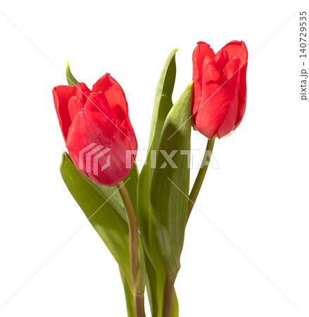 Two red tulip flowers with green stems and leaves isolated white background. Composition highlighting pair arrangement and bright color clearly. Floral concept for love relationship and Two red tulip flowers with green stems and leaves isolated white background. Composition highlighting pair arrangement and bright color clearly. Floral concept for love relationship and 140729535