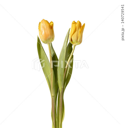 Two yellow tulip flowers arranged with green stems and leaves isolated white background. Composition highlighting even number and bright color clearly. Botanical concept for balance symmetry Two yellow tulip flowers arranged with green stems and leaves isolated white background. Composition highlighting even number and bright color clearly. Botanical concept for balance symmetry 140729541