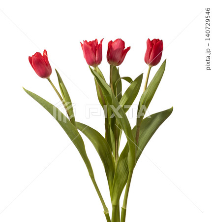 Bouquet of red tulip flowers arranged with green stems and leaves isolated white background. Medium composition highlighting bright color and structure clearly. Botanical concept for spring 140729546