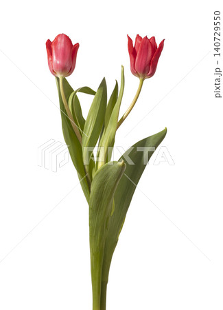 Even pair of two red tulip flowers arranged with green stems and leaves isolated white background. Balanced composition showing dual blooms clearly. Botanical concept for symmetry harmony 140729550