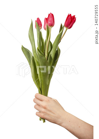 Female hand holding five red tulip flowers with stems and leaves isolated white background. Woman hand presents bouquet with multiple blooms and natural green foliage clearly. Floral concept Female hand holding five red tulip flowers with stems and leaves isolated white background. Woman hand presents bouquet with multiple blooms and natural green foliage clearly. Floral concept 140729555
