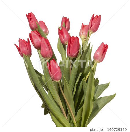 Large bouquet of many red tulip flowers arranged with green leaves isolated white background. Multiple blooms grouped forming dense arrangement with natural plant structure clearly. Floral Large bouquet of many red tulip flowers arranged with green leaves isolated white background. Multiple blooms grouped forming dense arrangement with natural plant structure clearly. Floral 140729559