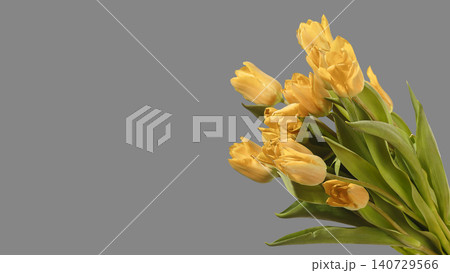 Large bouquet of yellow tulip flowers arranged diagonally with green stems and leaves on grey background with copy space. Directional composition highlighting bright color and structure Large bouquet of yellow tulip flowers arranged diagonally with green stems and leaves on grey background with copy space. Directional composition highlighting bright color and structure 140729566