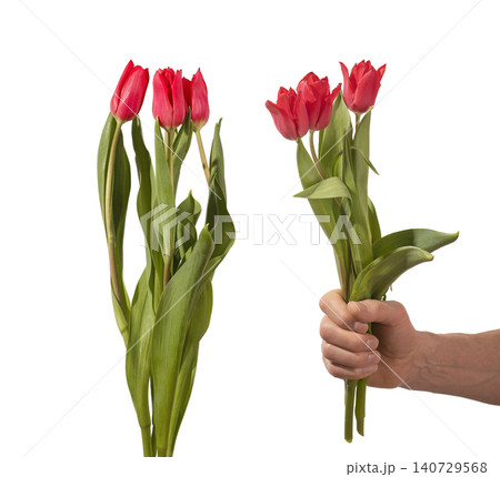 Male hand holding bouquet of red tulip flowers with stems and leaves isolated white background. Composition highlighting gift presentation and spring mood clearly. Floral concept for Male hand holding bouquet of red tulip flowers with stems and leaves isolated white background. Composition highlighting gift presentation and spring mood clearly. Floral concept for 140729568