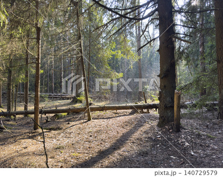 Forest path with fallen logs extends through tall trees. Woodland scene shows natural ground texture with soft light perspective. Nature concept outdoor landscape calm environment.. 140729579
