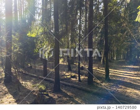 Sunlight streams through trees casting long shadows across forest floor. Woodland scene shows trunks illuminated creating warm natural perspective. Nature concept outdoor landscape scenic 140729580