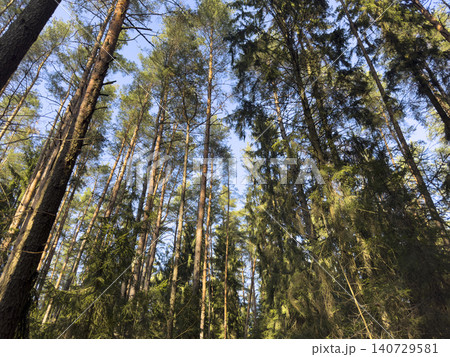 Tall trees rise with sunlight filtering through forest canopy. Woodland trunks extend upward forming dynamic natural perspective. Nature concept outdoor landscape scenic composition 140729581