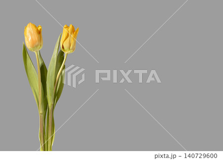 Two yellow tulip flowers arranged with green stems and leaves on grey background with copy space. Composition highlighting even number and bright color clearly. Floral design concept for 140729600