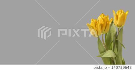 Three yellow tulip flowers arranged with green stems and leaves on grey background with copy space. Composition highlighting bright color and odd number clearly. Floral design concept for 140729648