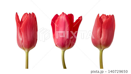Three red tulip flowers close up with stems isolated white background. Composition highlighting bright color and shape clearly. Floral concept for detail study and spring design.. Three red tulip flowers close up with stems isolated white background. Composition highlighting bright color and shape clearly. Floral concept for detail study and spring design.. 140729650