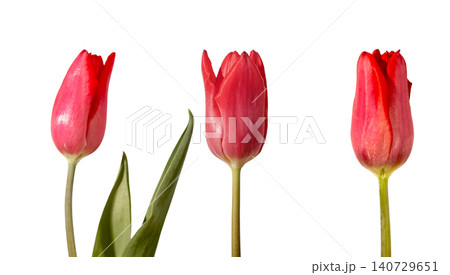 Three red tulip flowers close up buds with green stems and leaves on grey background. Composition highlighting detail texture and bright color clearly. Floral concept for macro botanical Three red tulip flowers close up buds with green stems and leaves on grey background. Composition highlighting detail texture and bright color clearly. Floral concept for macro botanical 140729651