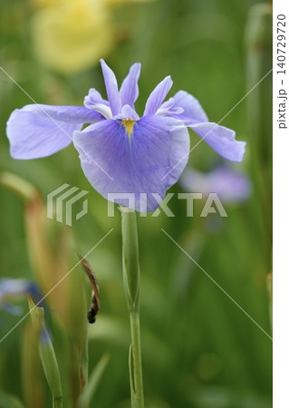 美しく咲く薄紫色の花菖蒲 140729720