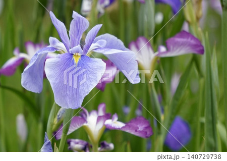 美しく咲く薄紫色の花菖蒲 美しく咲く薄紫色の花菖蒲 140729738