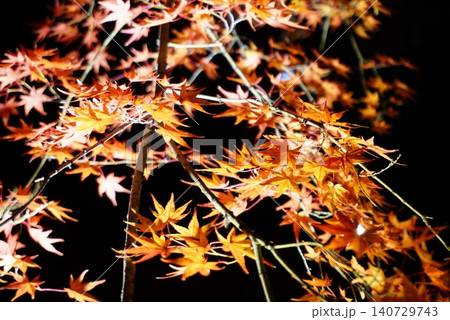 夜の紅葉 140729743
