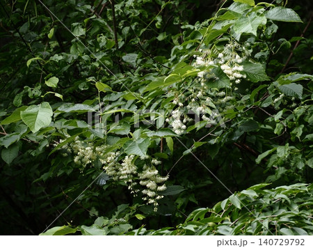 初夏の谷を白く照らすオオバアサガラの花 初夏の谷を白く照らすオオバアサガラの花 140729792