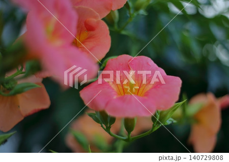 ノウゼンカズラの花 ノウゼンカズラの花 140729808