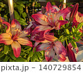 光を浴びて咲き誇るエレガントなユリの花 140729854