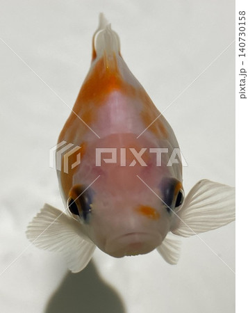 正面から見た金魚のアップ 涼しげな水中イメージ 正面から見た金魚のアップ 涼しげな水中イメージ 140730158