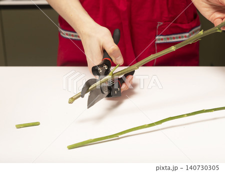 Florist trimming long stem with pruning shears on table. Hands cutting plant preparing flowers for arrangement. Concept of professional floral work.. Florist trimming long stem with pruning shears on table. Hands cutting plant preparing flowers for arrangement. Concept of professional floral work.. 140730305
