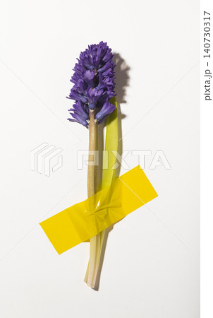 Hyacinth flower attached to wall with tape isolated white background. Botanical element fixed in minimal composition with adhesive detail. Concept of modern floral installation.. Hyacinth flower attached to wall with tape isolated white background. Botanical element fixed in minimal composition with adhesive detail. Concept of modern floral installation.. 140730317