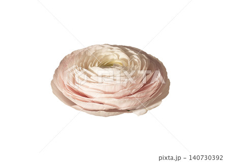 Pink ranunculus blossom isolated white background with layered petals. Delicate flower head shown as botanical element with soft structure. Concept of floral beauty natural decoration.. Pink ranunculus blossom isolated white background with layered petals. Delicate flower head shown as botanical element with soft structure. Concept of floral beauty natural decoration.. 140730392