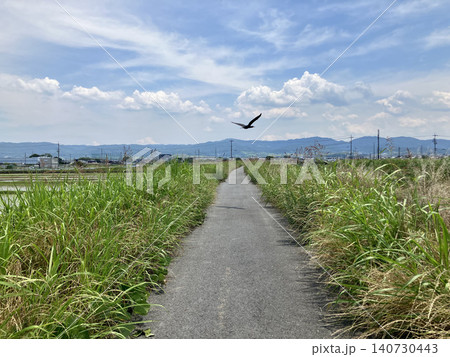川沿いを滑空する鳥　大和郡山市 140730443