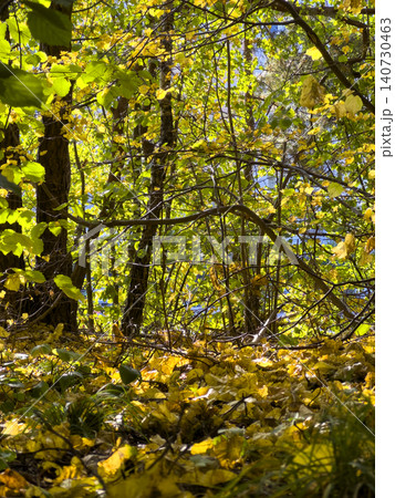 Autumn forest fills frame with yellow and green foliage across branches and trunks. Sunlight filters Autumn forest fills frame with yellow and green foliage across branches and trunks. Sunlight filters 140730463