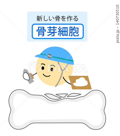 骨芽細胞の働きを表す説明イラスト 骨芽細胞の働きを表す説明イラスト 140730510