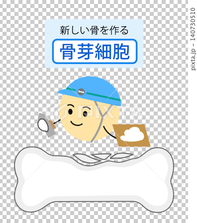 骨芽細胞の働きを表す説明イラスト 骨芽細胞の働きを表す説明イラスト 140730510