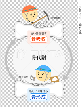 一幅垂直插圖,展示了破骨細胞和成骨細胞的骨代謝過程。 一幅垂直插圖,展示了破骨細胞和成骨細胞的骨代謝過程。 140730516
