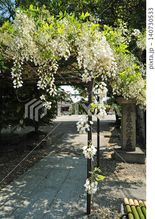 白い藤の花 白い藤の花 140730533