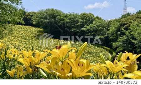 青空と新緑に彩られた満開の黄色いユリ畑〈可睡ゆりの園/静岡県袋井市〉 青空と新緑に彩られた満開の黄色いユリ畑〈可睡ゆりの園/静岡県袋井市〉 140730572