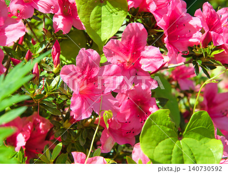 サツキの花 サツキの花 140730592