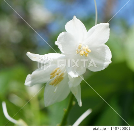 白いハクウンボクの花 白いハクウンボクの花 140730801