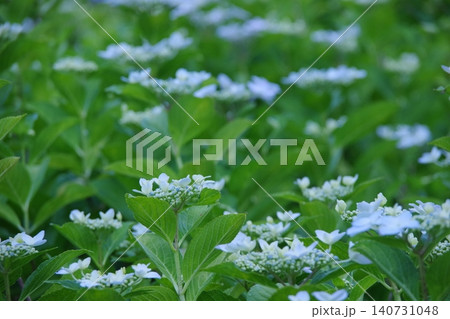 白い紫陽花 白い紫陽花 140731048