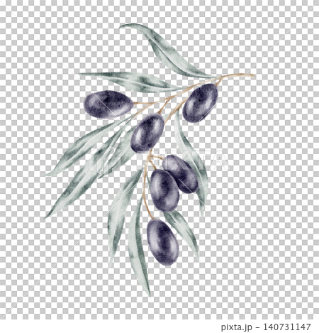 Dark purple olives with layered sage-green leaves in a botanical arrangement, watercolor clipart ideal for olive oil branding, food packaging, skincare labels, invitation design Dark purple olives with layered sage-green leaves in a botanical arrangement, watercolor clipart ideal for olive oil branding, food packaging, skincare labels, invitation design 140731147