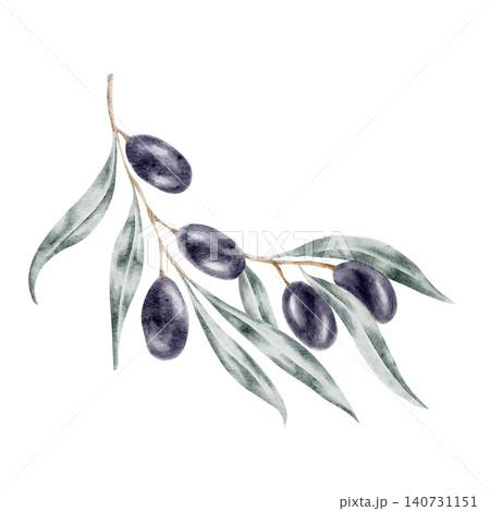 Purple black olives and slender green leaves arranged in a cascading branch, watercolor illustration suitable for natural product packaging, cosmetic branding, recipe cards, labels, and surface 140731151