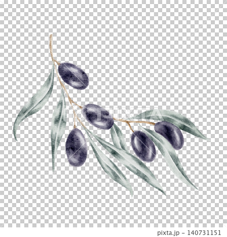 Purple black olives and slender green leaves arranged in a cascading branch, watercolor illustration suitable for natural product packaging, cosmetic branding, recipe cards, labels, and surface 140731151