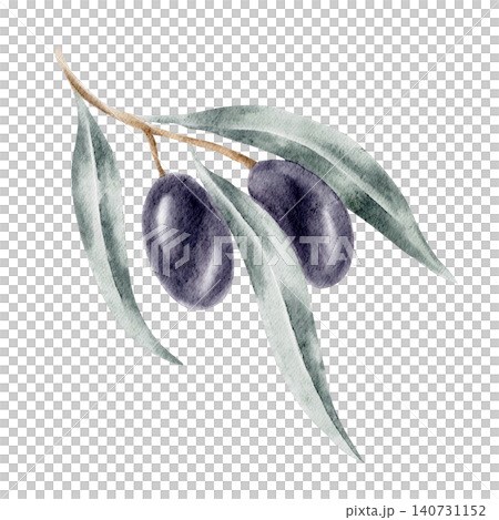 Large black olives with long silvery leaves on a sweeping botanical stem, watercolor clipart created for premium packaging, agricultural branding, food labels, stationery design Large black olives with long silvery leaves on a sweeping botanical stem, watercolor clipart created for premium packaging, agricultural branding, food labels, stationery design 140731152